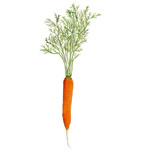 Carrot